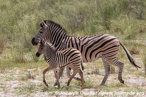 Mahango Area - Bwabwata National Park - Caprivi Strip - Namibia