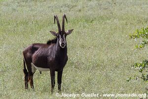 Mahango Area - Bwabwata National Park - Caprivi Strip - Namibia