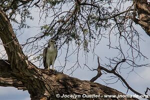 Zone Mahango - Parc national Bwabwata - Bande de Caprivi - Namibie