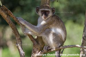 Mahango Area - Bwabwata National Park - Caprivi Strip - Namibia