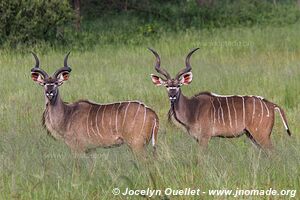 Zone Mahango - Parc national Bwabwata - Bande de Caprivi - Namibie