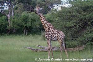 Zone Mahango - Parc national Bwabwata - Bande de Caprivi - Namibie