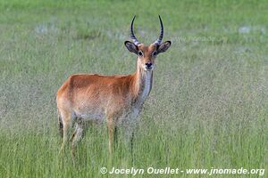 Zone Mahango - Parc national Bwabwata - Bande de Caprivi - Namibie