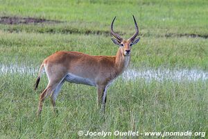 Zone Mahango - Parc national Bwabwata - Bande de Caprivi - Namibie