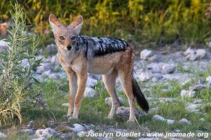 Parc national d'Etosha - Namibie