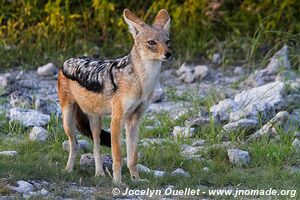 Etosha National Park - Namibia