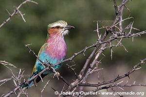 Etosha National Park - Namibia