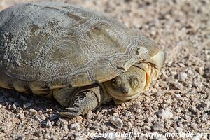 Parc national d'Etosha - Namibie