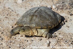 Etosha National Park - Namibia