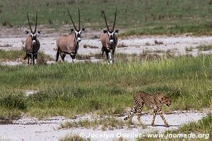 Etosha National Park - Namibia