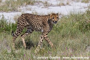 Etosha National Park - Namibia