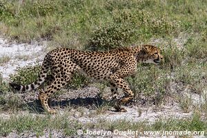 Parc national d'Etosha - Namibie