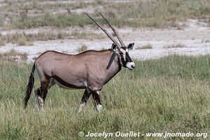 Etosha National Park - Namibia