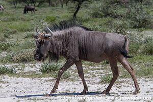 Parc national d'Etosha - Namibie