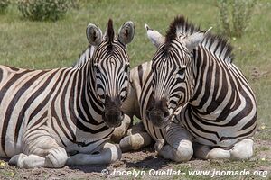 Parc national d'Etosha - Namibie