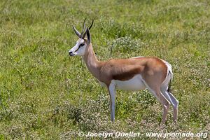 Etosha National Park - Namibia