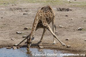 Parc national d'Etosha - Namibie