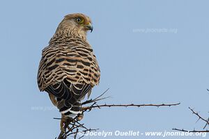 Etosha National Park - Namibia