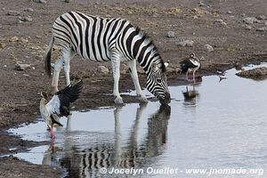 Etosha National Park - Namibia