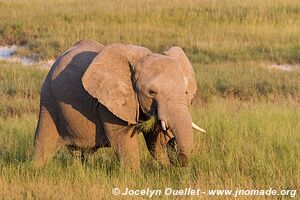 Parc national d'Etosha - Namibie