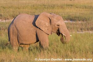 Etosha National Park - Namibia