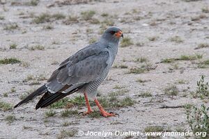 Parc national d'Etosha - Namibie