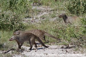 Parc national d'Etosha - Namibie