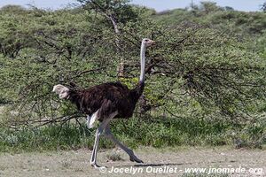 Parc national d'Etosha - Namibie