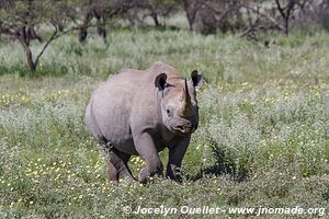 Etosha National Park - Namibia