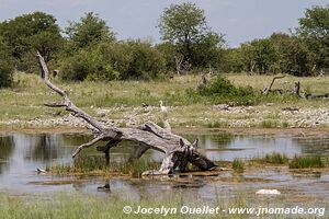 Parc national d'Etosha - Namibie