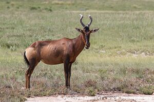 Etosha National Park - Namibia