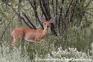 Parc national d'Etosha - Namibie