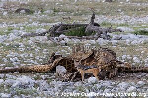 Etosha National Park - Namibia