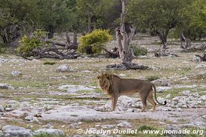 Parc national d'Etosha - Namibie