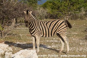 Etosha National Park - Namibia