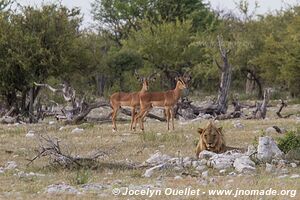 Parc national d'Etosha - Namibie