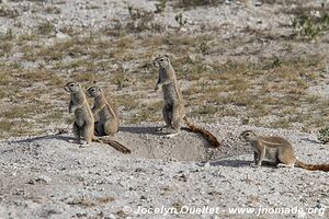 Etosha National Park - Namibia