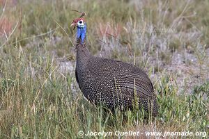 Parc national d'Etosha - Namibie