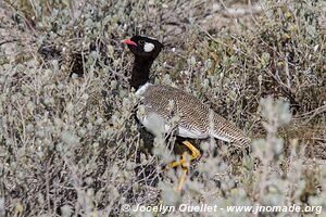 Etosha National Park - Namibia