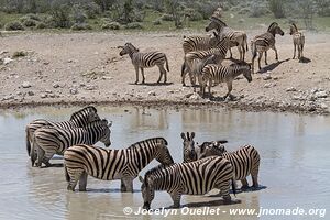 Etosha National Park - Namibia