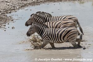 Etosha National Park - Namibia