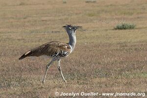 Parc national d'Etosha - Namibie