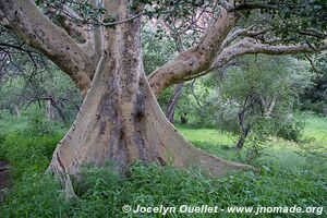 Waterberg Wilderness - Plateau de Waterburg - Namibie