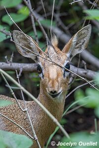 Parc national de Waterberg - Plateau de Waterburg - Namibie