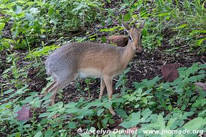 Parc national de Waterberg - Plateau de Waterburg - Namibie