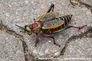 Parc national de Waterberg - Plateau de Waterburg - Namibie