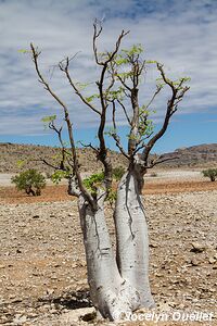 Kaokoveld - Namibia