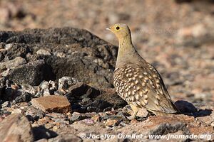 Kaokoveld - Namibia