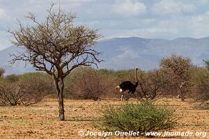 Kaokoveld - Namibie