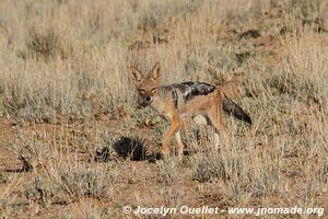 Kaokoveld - Namibie